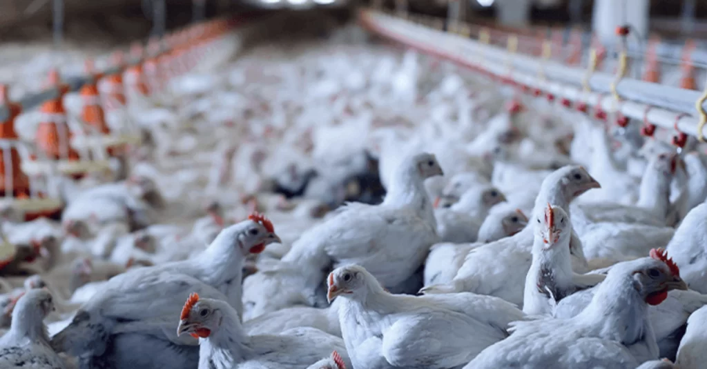 GLP: El aliado energético en la transformación hacia una avicultura sostenible